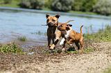 STAFFIE 185
